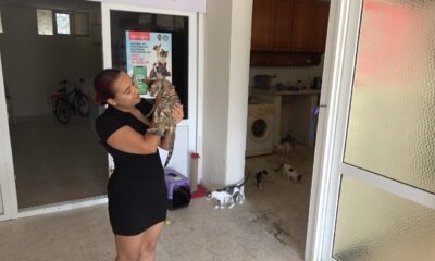 Hayvanseverler cezaların caydırıcı olmasını istiyor