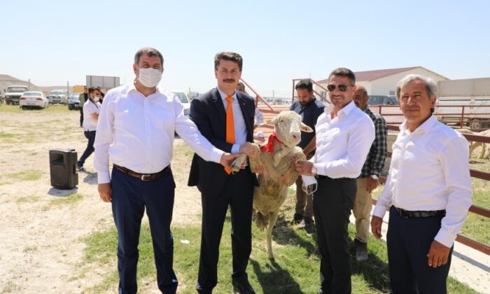 Hibe destekli damızlık koçlar törenle teslim edildi