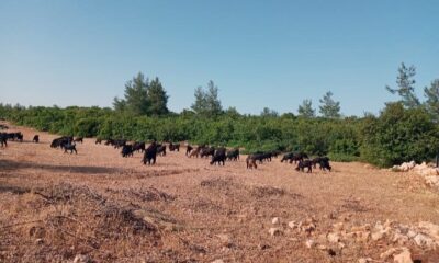 Hırsızlar çobanın keçileri ile birlikte hayallerini de çaldılar