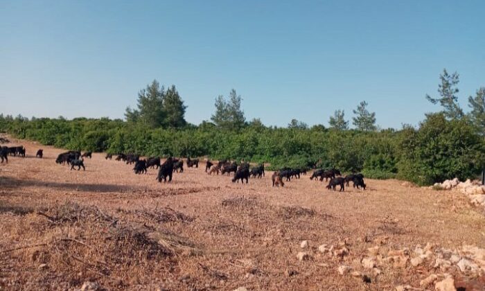 Hırsızlar çobanın keçileri ile birlikte hayallerini de çaldılar