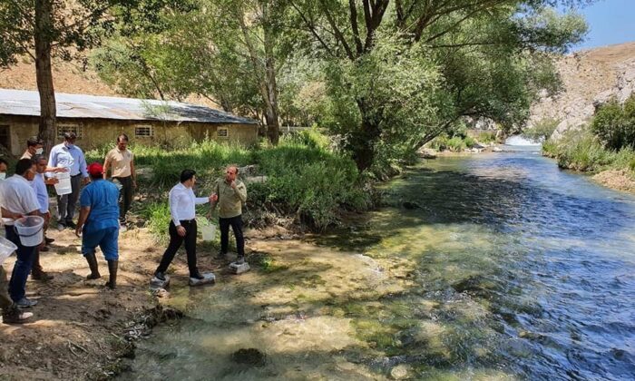 Hurman Çayı’na kırmızı benekli alabalık bırakıldı