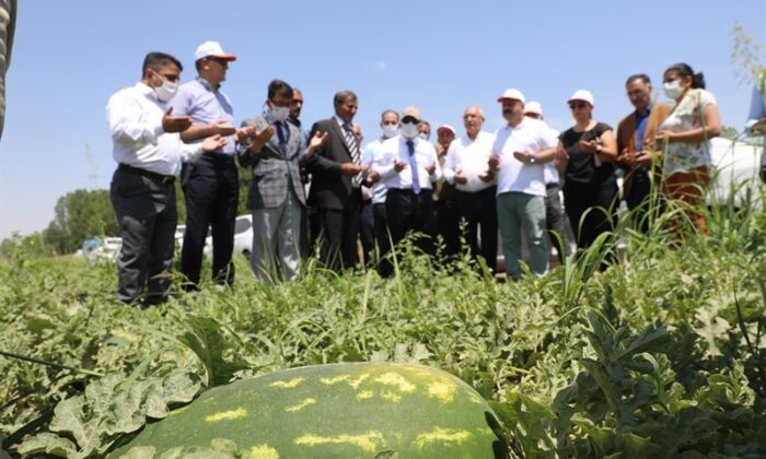 Iğdır’da yaz aylarının vazgeçilmez meyvesi karpuzun hasadına başlandı
