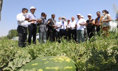 Iğdır’da yaz aylarının vazgeçilmez meyvesi karpuzun hasadına başlandı