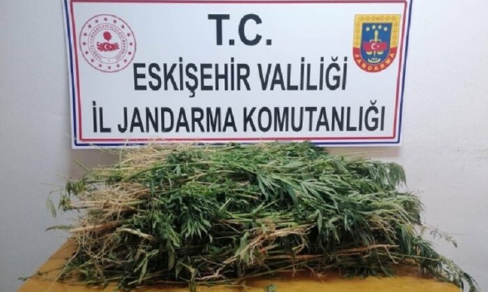 İki bin kök kenevir ele geçirildi