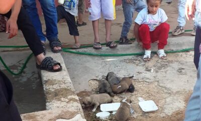 İki duvar arasına sıkışan yavru köpekler kurtarıldı