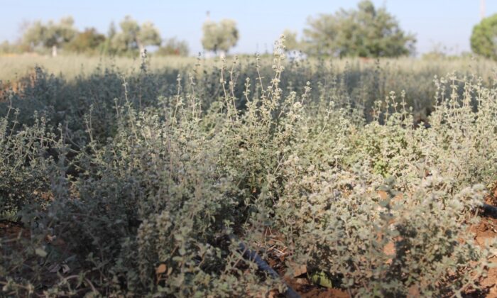 İlerleyen yaşına rağmen sağlık için kekik suyu üretiyor