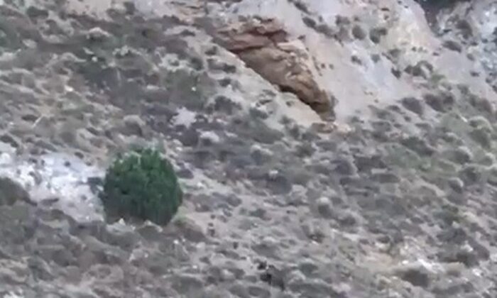 İlk defa ayı gören vatandaşlardan gülümseten tepki