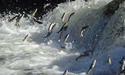 İnci kefalinin 3 aylık muhteşem yolculuğu