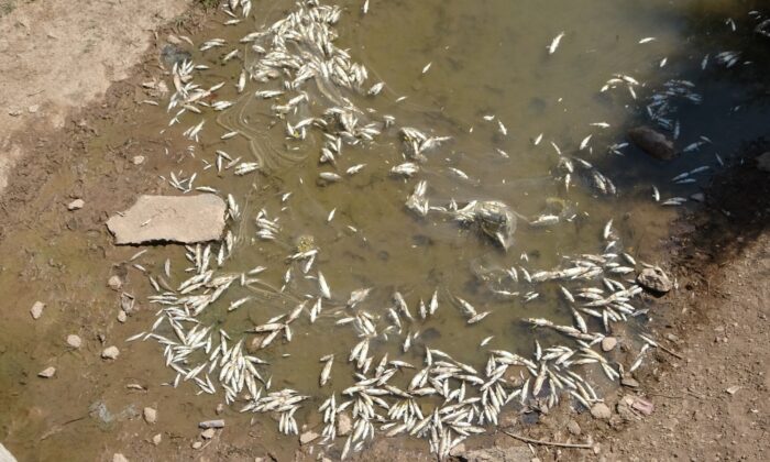 Irmaktan su yerine adeta ölü balık akıyor