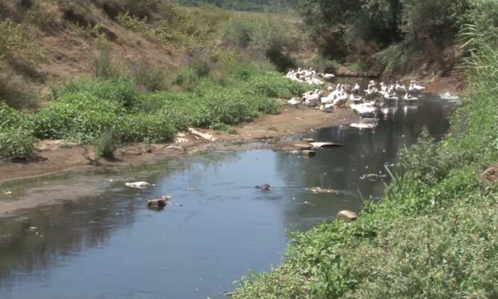 İstanbul’un en büyük içme suyu kaynağı olan Alibeyköy Barajına akan dere korkuttu