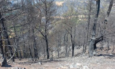İtfaiye ekipleri kaplumbağayı yanmaktan son anda kurtardı