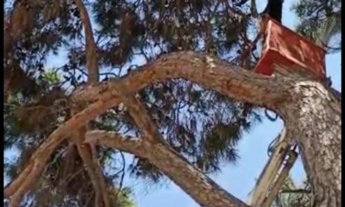 İtfaiye ekipleri leyleği kurtarıp su içirerek doğaya bıraktı