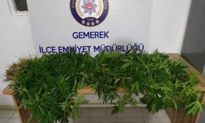 İzinsin kenevir ekimine geçit yok