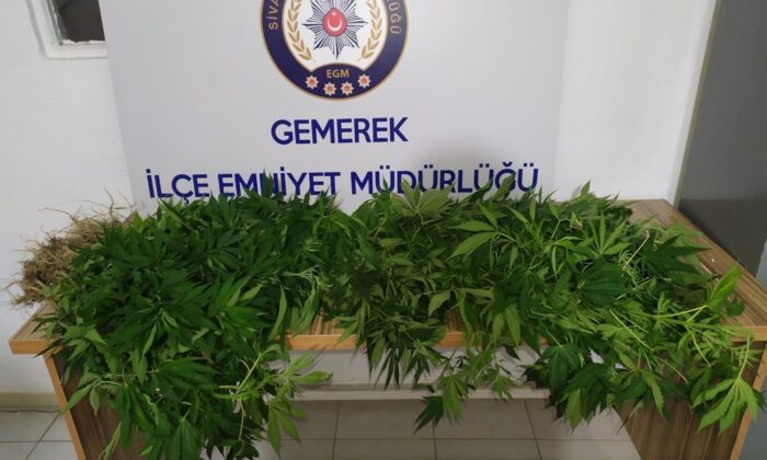 İzinsin kenevir ekimine geçit yok