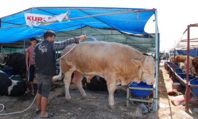 İzmir’de kurban pazarı hareketliliği