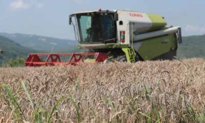 İzmit Belediyesi Nusrat buğday tohumlarını dağıtmaya başlıyor