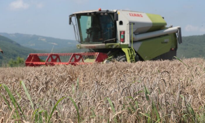 İzmit Belediyesi Nusrat buğday tohumlarını dağıtmaya başlıyor