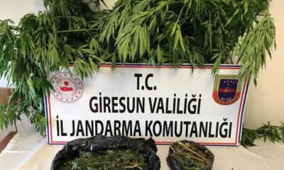Jandarmadan Hint keneviri operasyonu