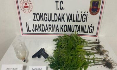 Jandarmadan uyuşturucu operasyonu: 15 kök kenevir bitkisi ele geçirildi