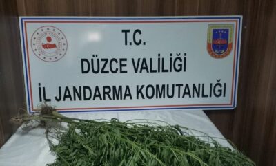 Jandarmadan uyuşturucu operasyonu