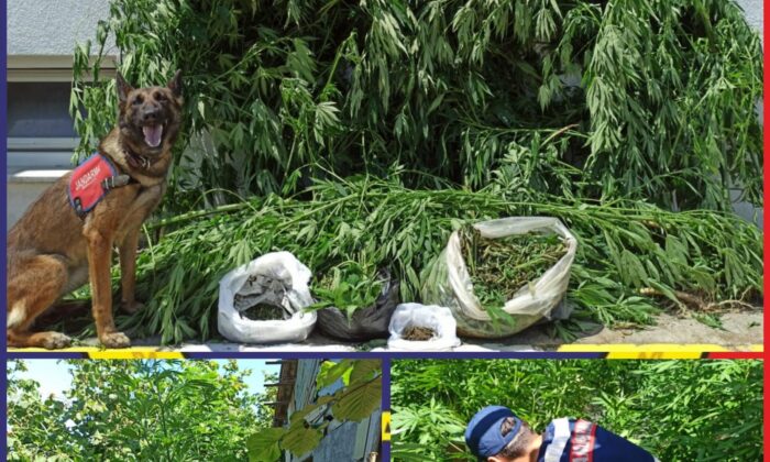 Jandarmadan uyuşturucu tacirlerine operasyon: