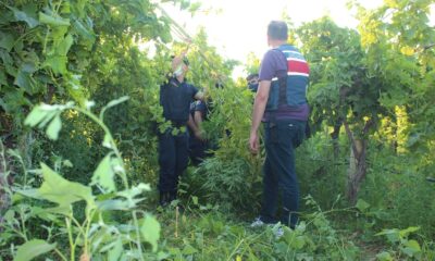 Jandarmanın kenevirleri sökmesi 10 saat sürdü