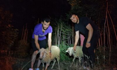 Kaçan 2 kurbanlık koyunu 5 kişilik ekip kayalıklardan kurtardı