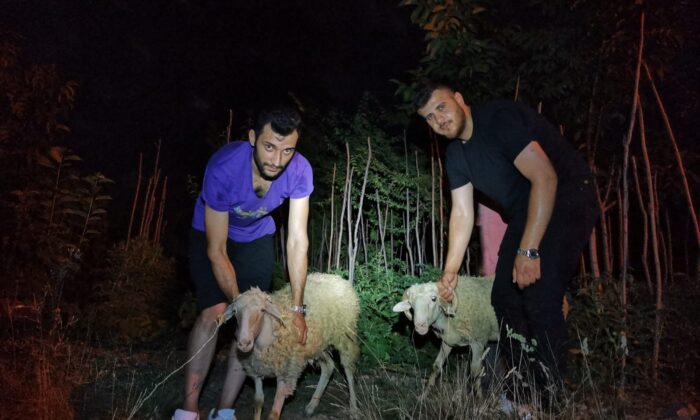 Kaçan 2 kurbanlık koyunu 5 kişilik ekip kayalıklardan kurtardı
