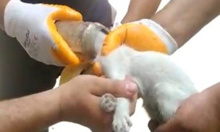 Kafası cam kavanoza sıkışan kediyi itfaiye kurtardı