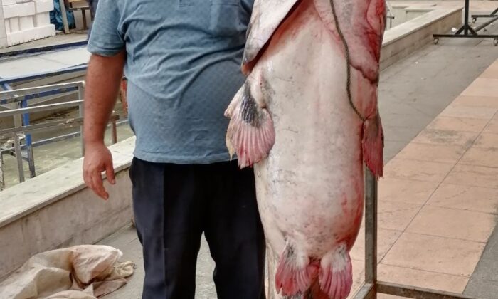 Kahramanmaraş’ta 3 metrelik yayın balığı yakalandı