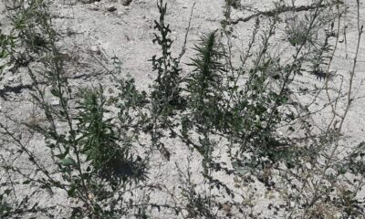 Kahramanmaraş’ta 34 kök kenevir bitkisi ele geçirildi