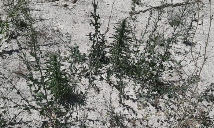 Kahramanmaraş’ta 34 kök kenevir bitkisi ele geçirildi