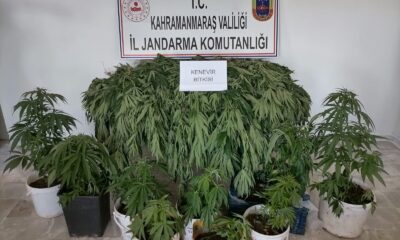 Kahramanmaraş’ta 422 kök Hint keneviri ele geçirildi