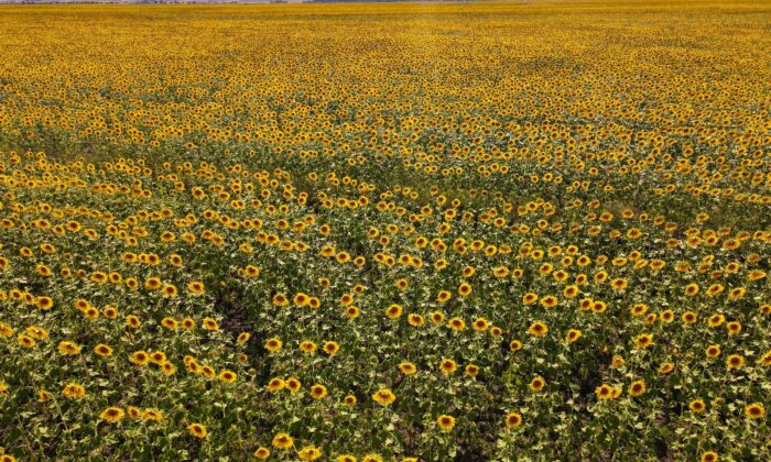 Kahramanmaraş’ta ayçiçeği tarlalarında görsel şölen