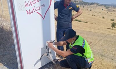 Kahramanmaraş’ta kafası tabelaya sıkışan kediyi jandarma kurtardı