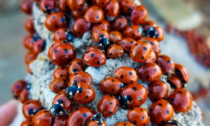 Kahramanmaraş’ta uğur böcekleri görsel şölen sunuyor