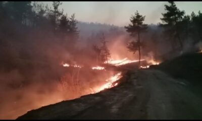 Kahramanmaraş’taki orman yangınında 25 hektar alan yandı