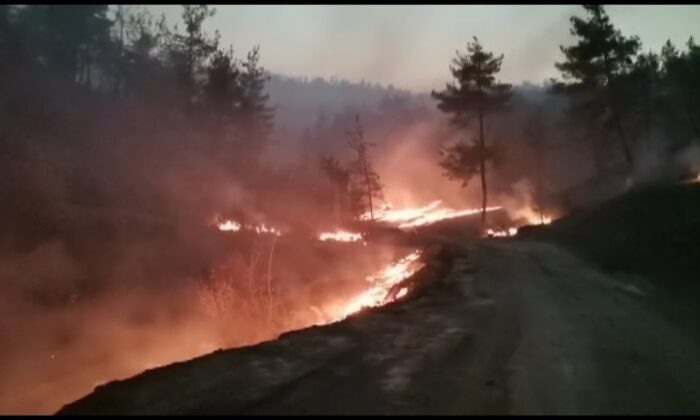 Kahramanmaraş’taki orman yangınında 25 hektar alan yandı
