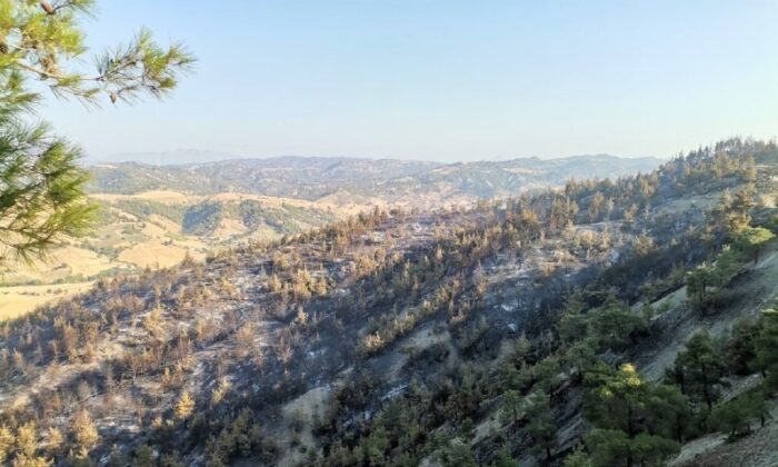 Kahramanmaraş’taki orman yangınında 50 hektar alan zarar gördü