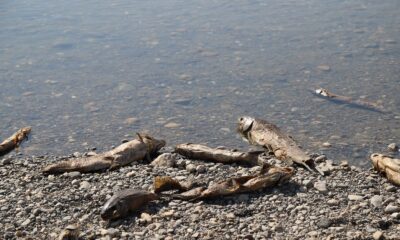 Kahta Çayı’nda binlerce balık telef oluyor