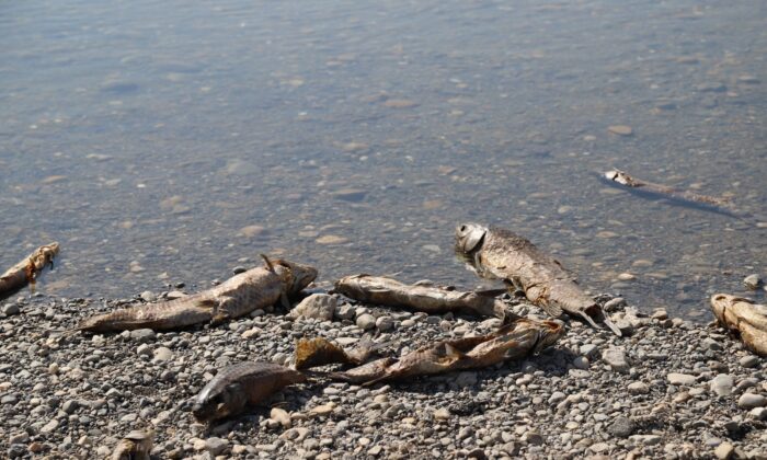 Kahta Çayı’nda binlerce balık telef oluyor