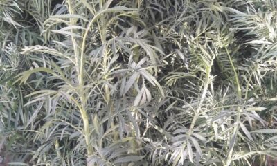 Kamu arazisinde kenevir yetiştirirken suçüstü yakalandı