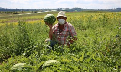 Kandıra karpuzu tescillendi