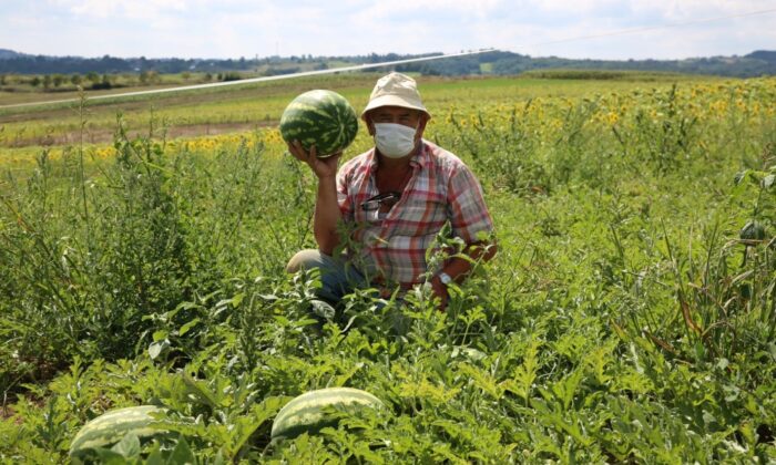 Kandıra karpuzu tescillendi