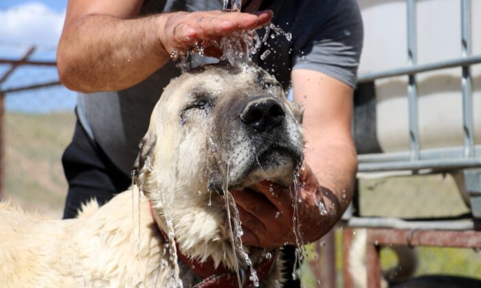 Kangalların soğuk duş keyfi