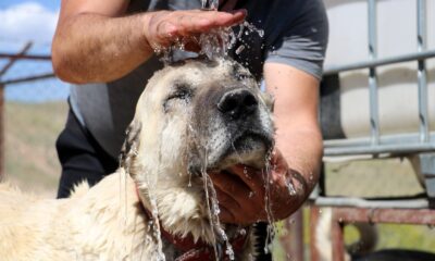 Kangalların soğuk duş keyfi