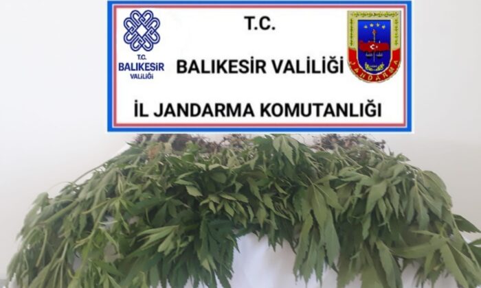 Karesi’de ormanlık alanda kenevir yetiştiren 2 şüpheli yakalandı