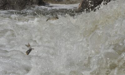 Kars’ta tatlı su kefallerinin zorlu yolculuğu