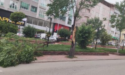 Kastamonu’da fırtına ağaçları devirdi