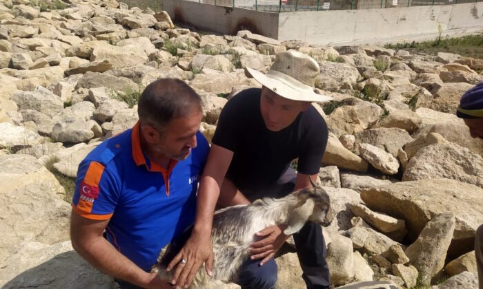 Kayalar arasına düşerek mahsur kalan keçiyi AFAD kurtardı